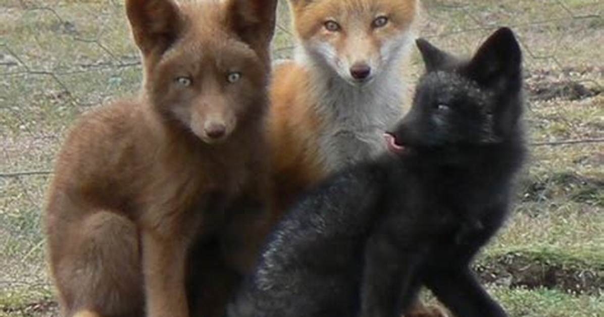 Can Foxes Be Pets?