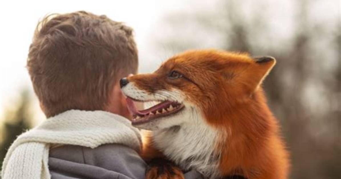 Can Foxes Be Tamed?