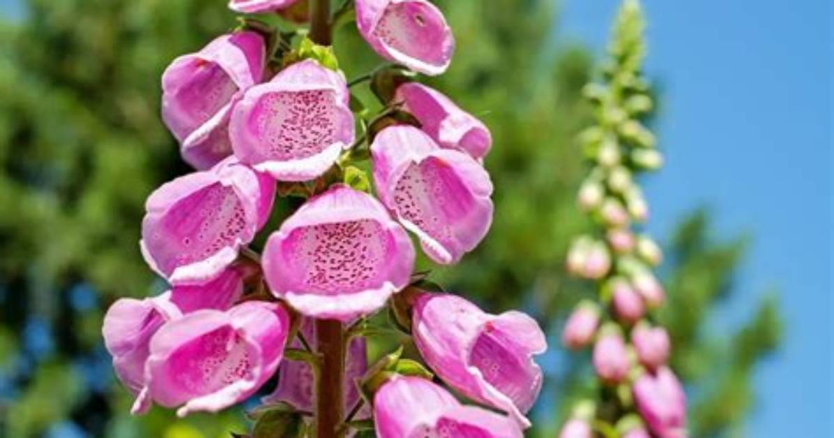 Can Foxglove Kill You