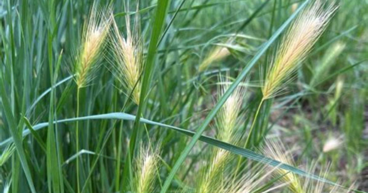 Can Foxtails Be Cured?