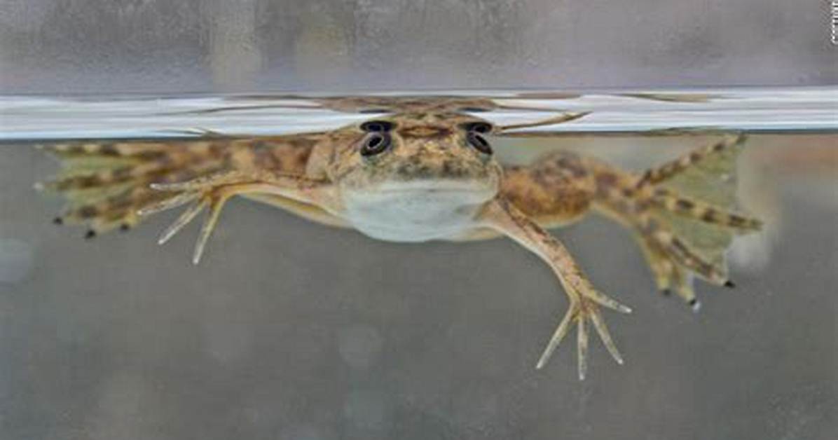Can Frogs Regrow Limbs