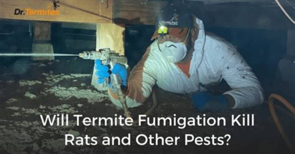 Can Fumigation Kill Rats