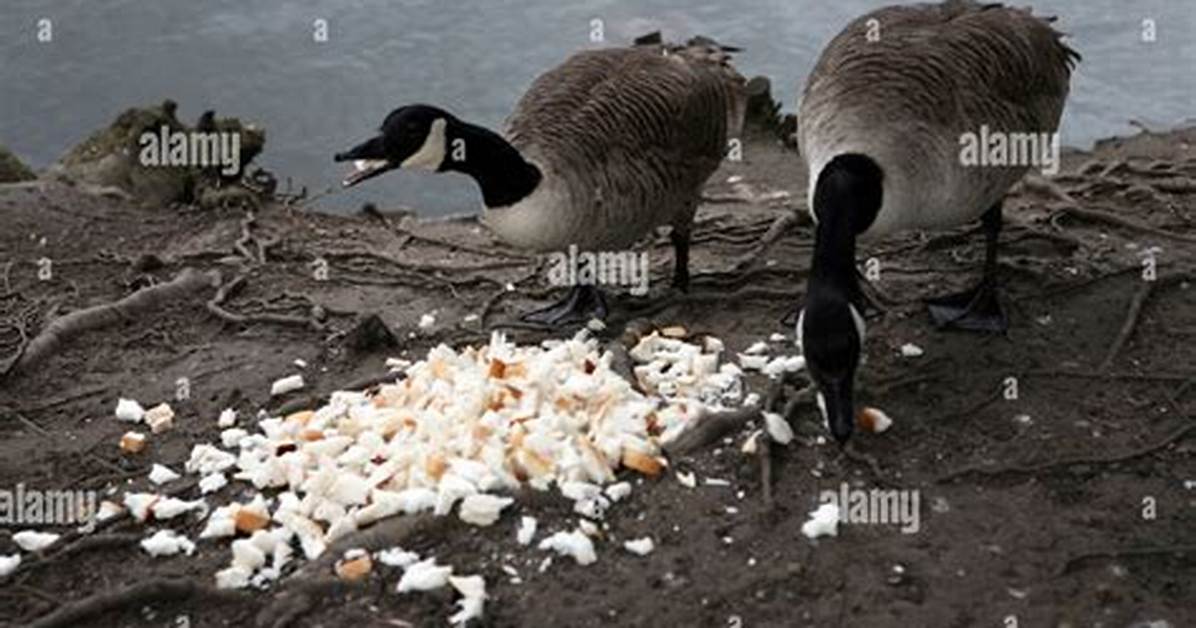 Can Geese Eat Bread?