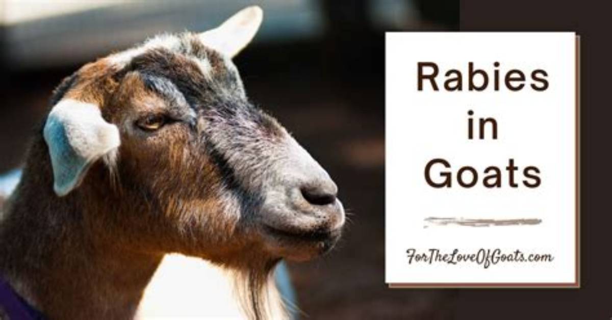 Can Goats Get Paratuberculosis?