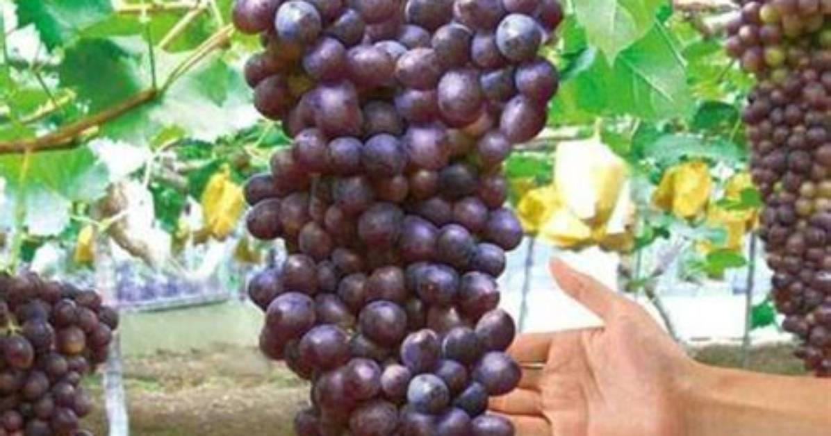 Can Grapes Be Grafted