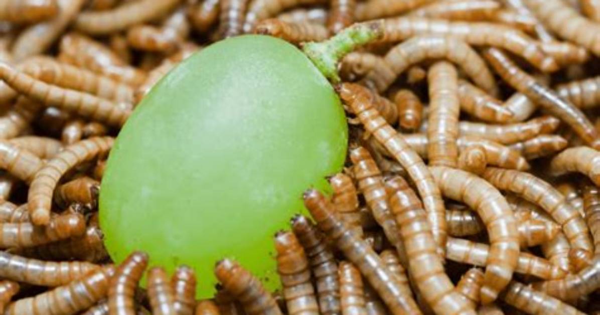 Can Grapes Get Worms
