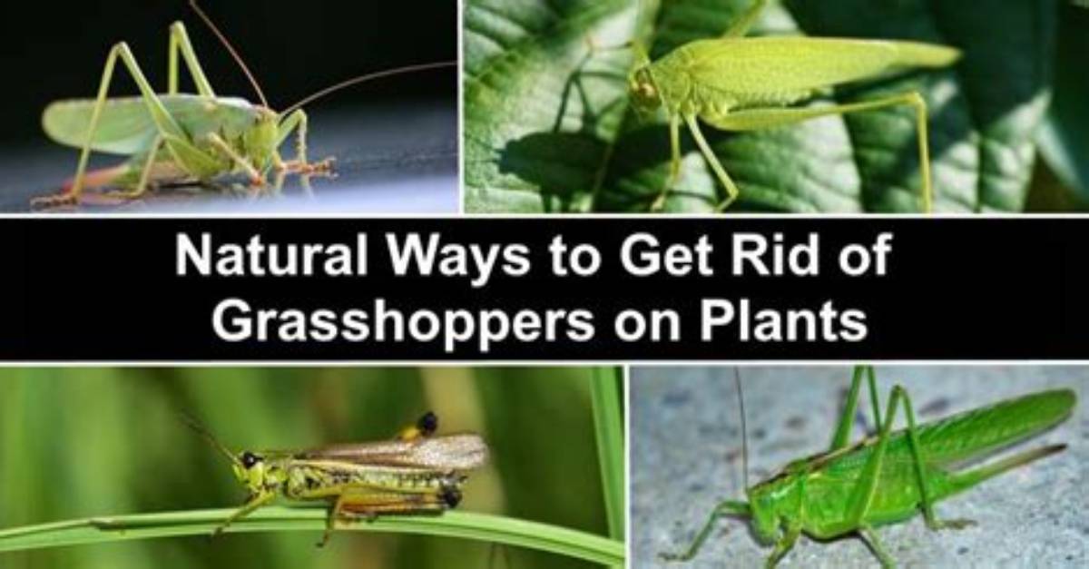 Can Grasshoppers Kill You?