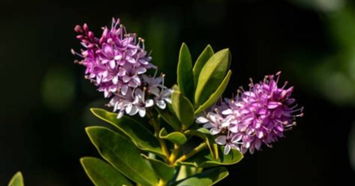 Can Hebes Be Cut Back
