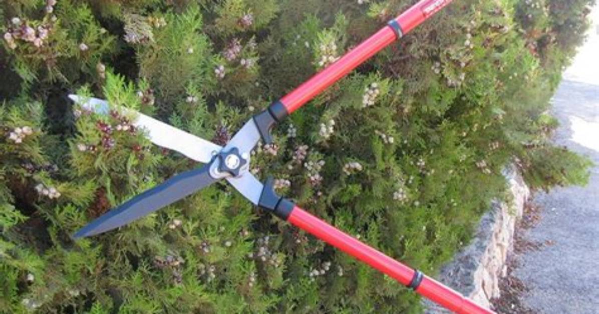 Can Hedge Shears Cut Grass