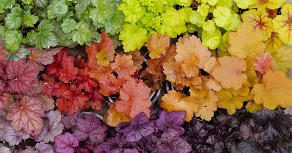 Can Heuchera Be Divided