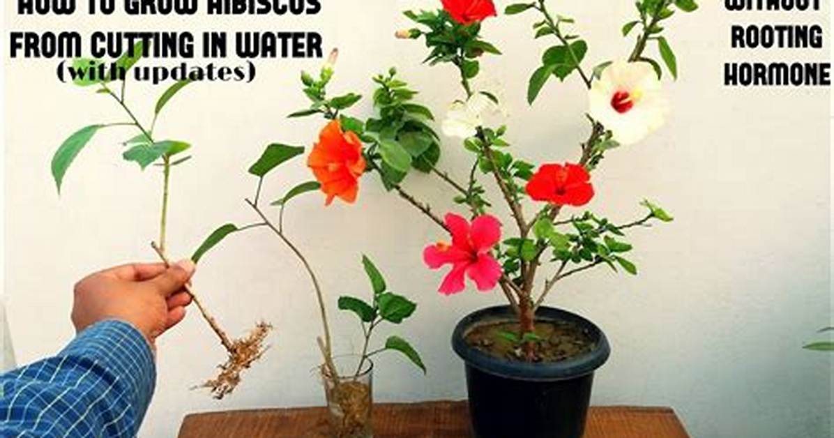 Can Hibiscus Grow from Cuttings?