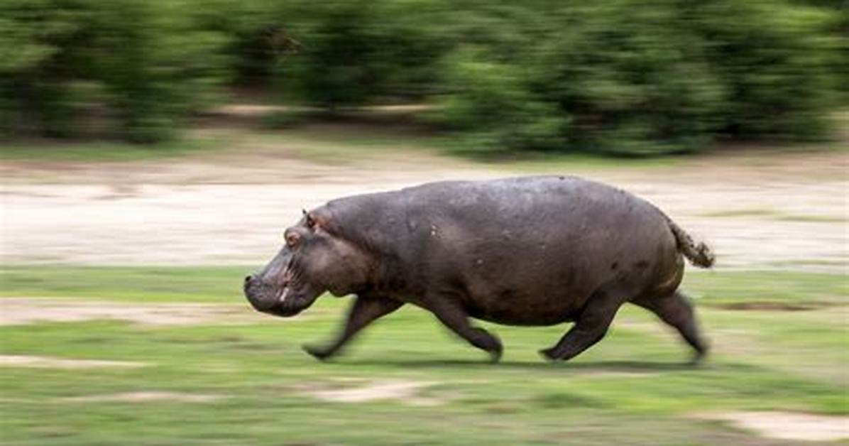 Can Hippos Run Fast?