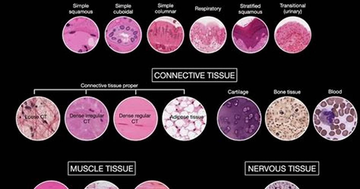 Can Histology Be Wrong?