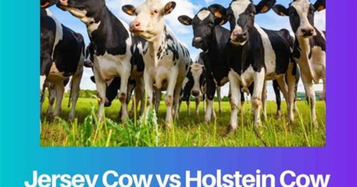 Can Holsteins Be Brown?