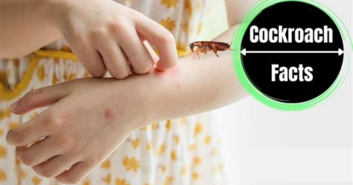 Can House Cockroach Bite