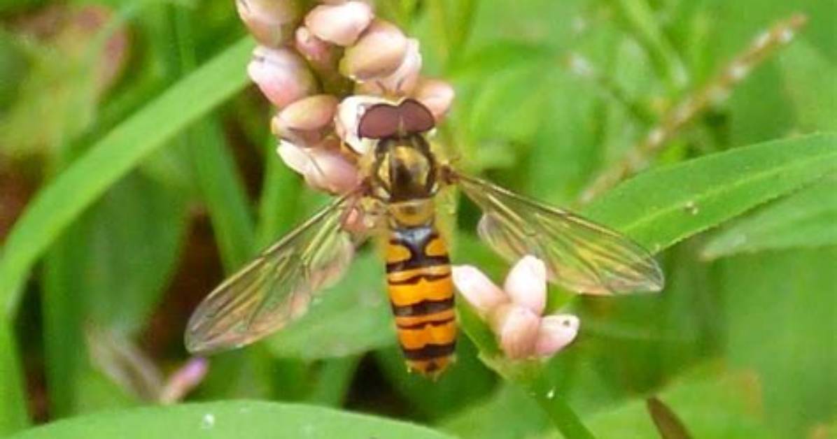 Can Hoverflies Sting You?