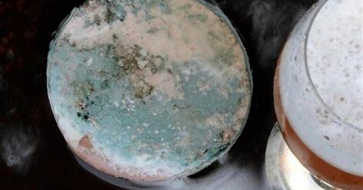 Can Hydroflasks Get Moldy