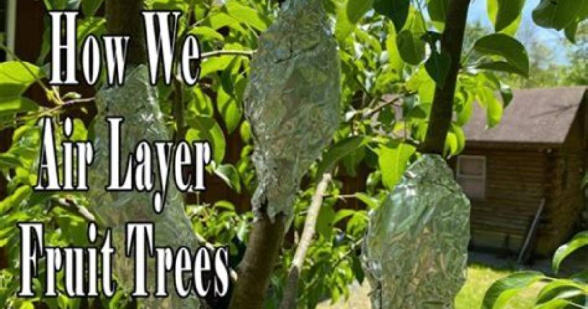 Can I Air Layer Any Tree