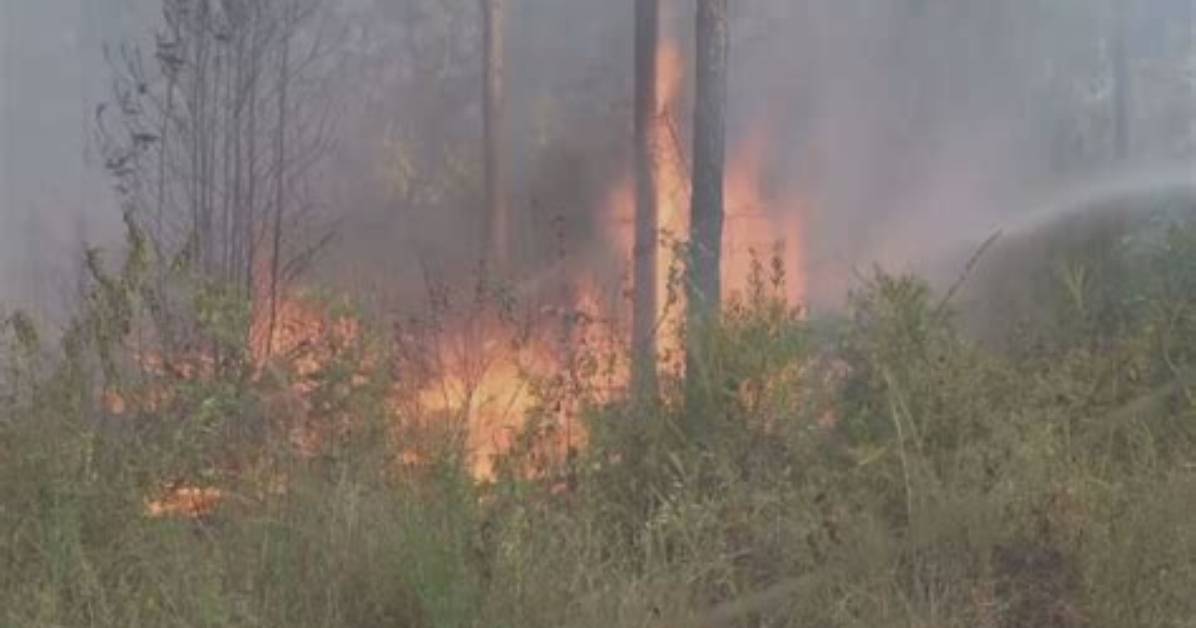 Can I Burn Vegetation?