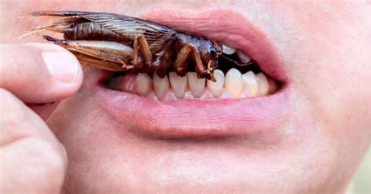 Can I Eat Something a Roach Crawled on?