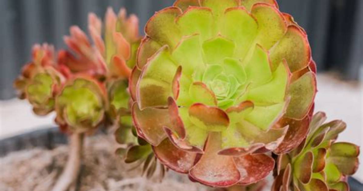 Can I Grow Aeonium Indoors
