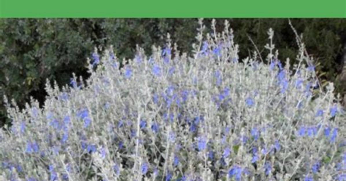 Can I Prune a Teucrium?