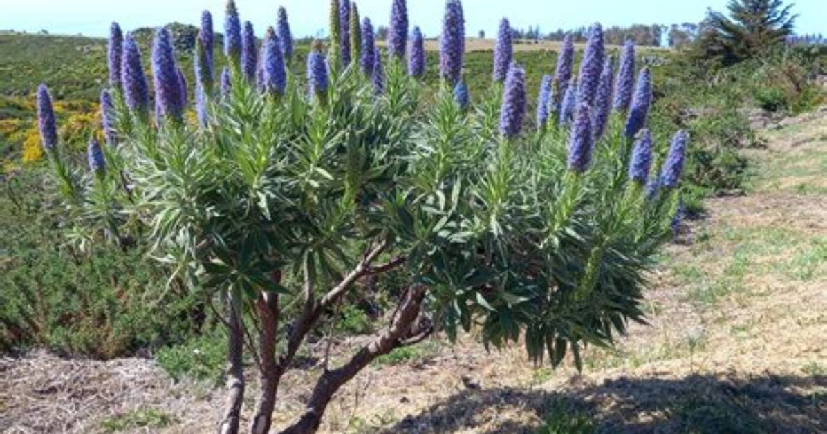 Can I Prune an Echium?