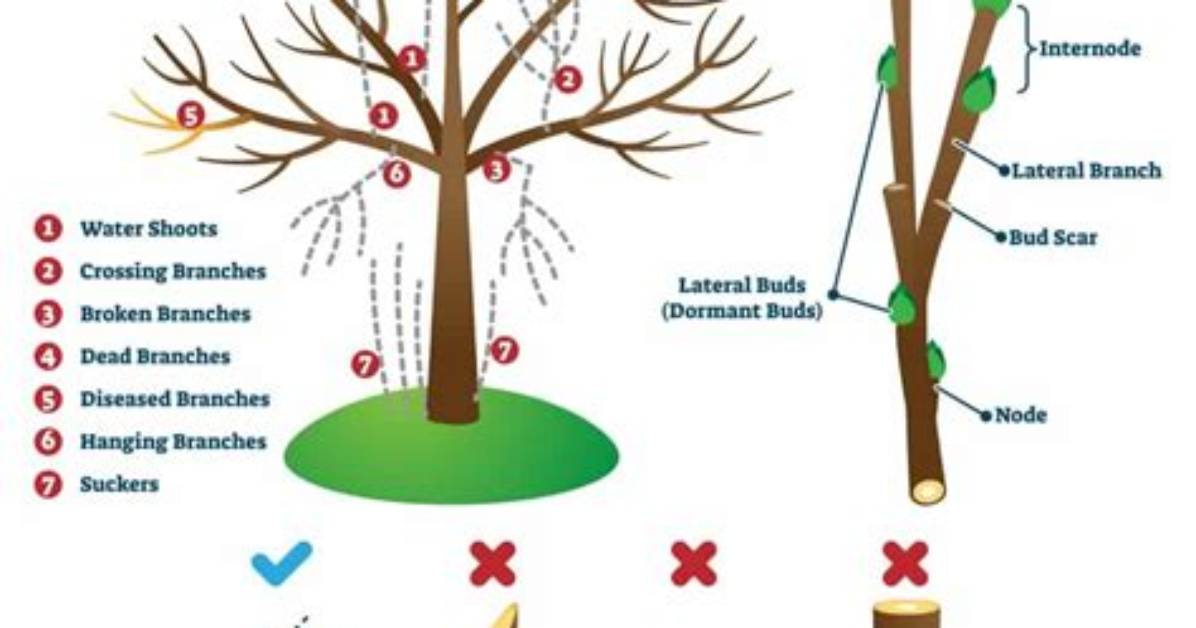Can I Prune Trees in Winter
