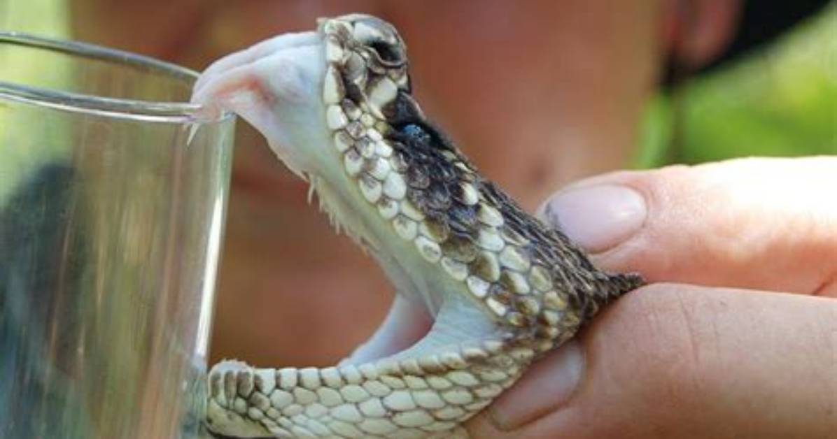 Can I Sell Snake Venom?