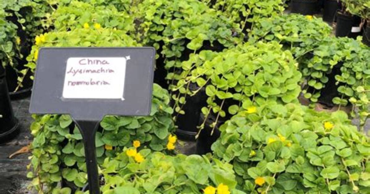 Can I Split Creeping Jenny