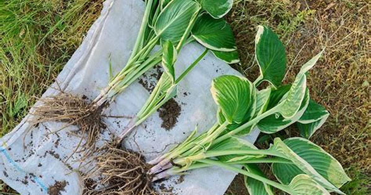Can I Split Hostas in June