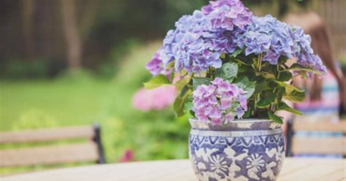 Can Indoor Hydrangea Be Planted Outside?