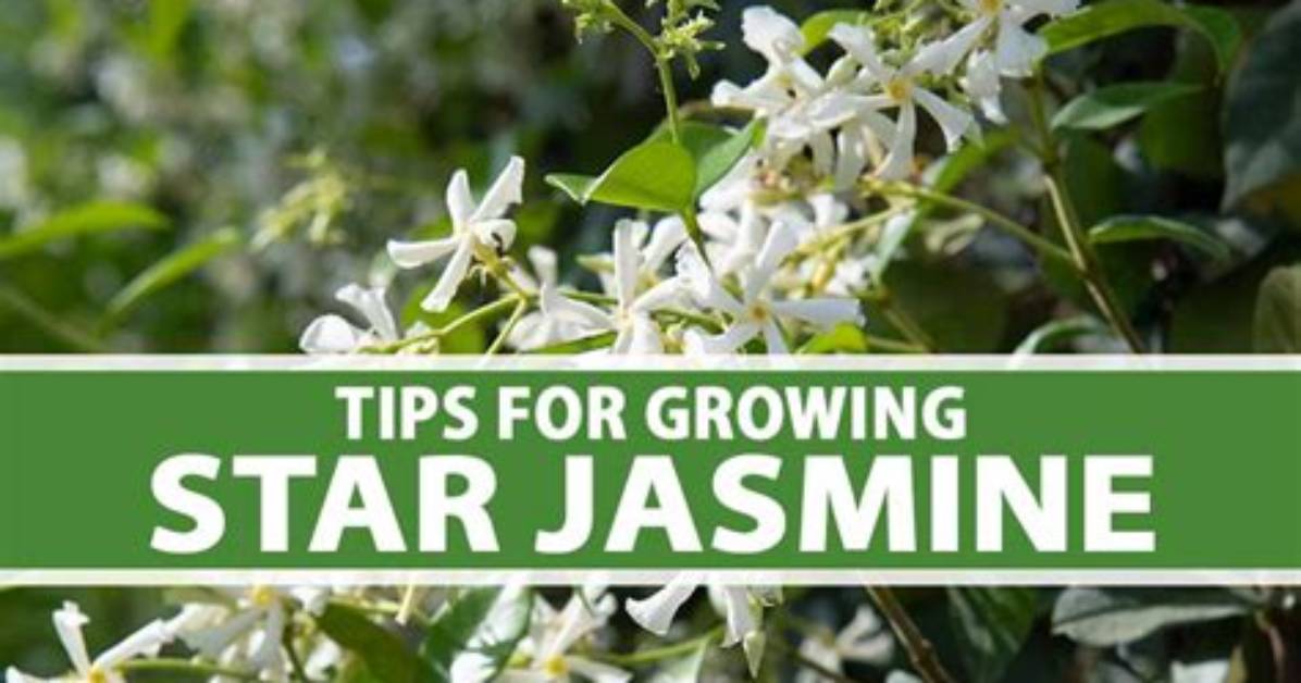 Can Jasmine Tolerate Cold