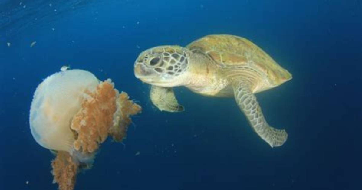 Can Jellyfish Kill Turtles?