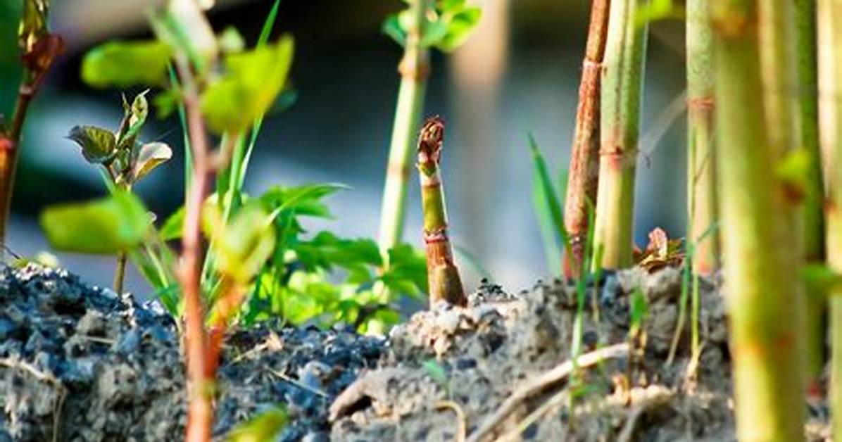 Can Knotweed Be Eradicated