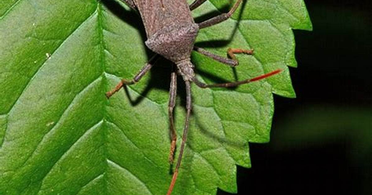 Can Leaf Footed Bugs Bite?