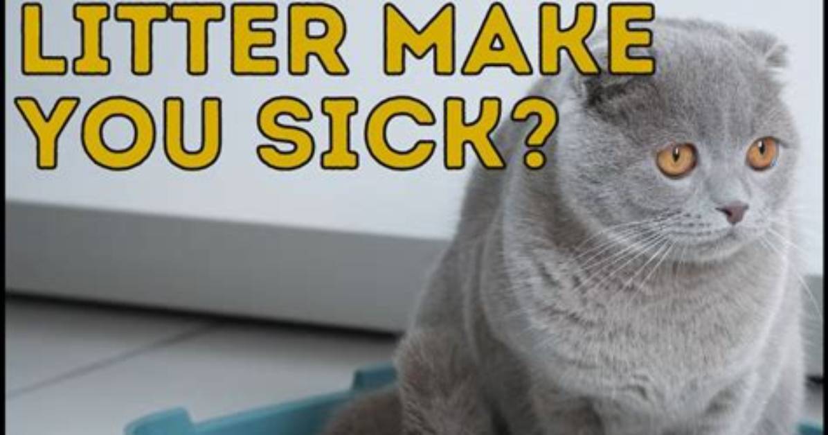 Can Litter Boxes Make You Sick?