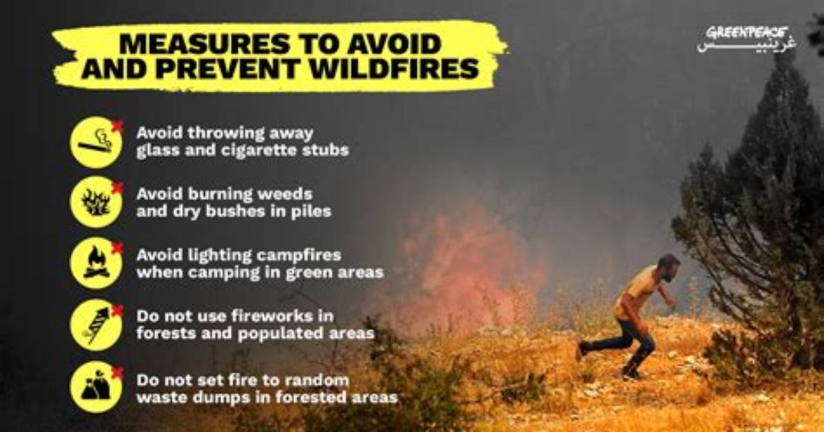 Can Logging Prevent Forest Fires?