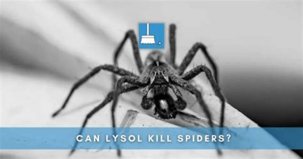 Can Lysol Kill Spiders?