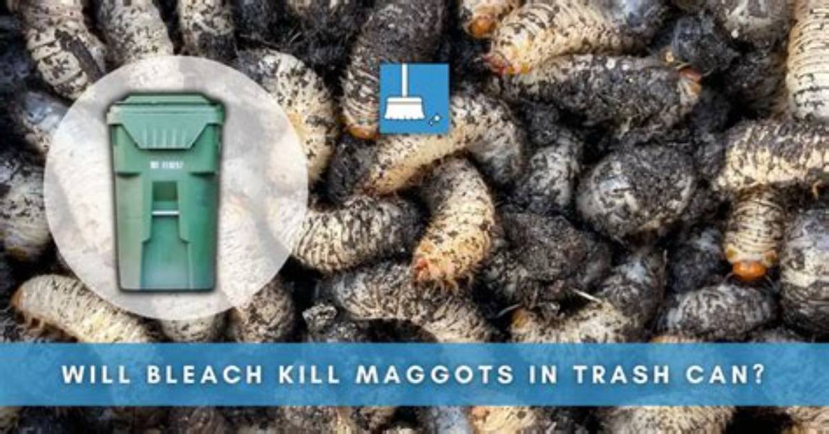 Can Maggots Survive Bleach