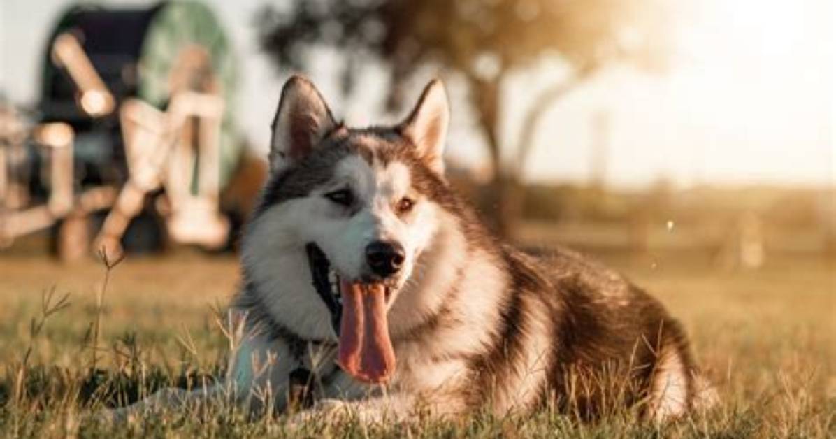 Can Malamutes Be Left Alone?