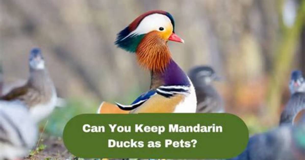 Can Mandarin Ducks Be Pets