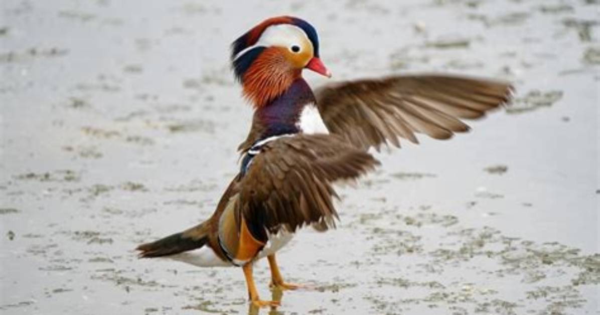 Can Mandarin Ducks Fly?