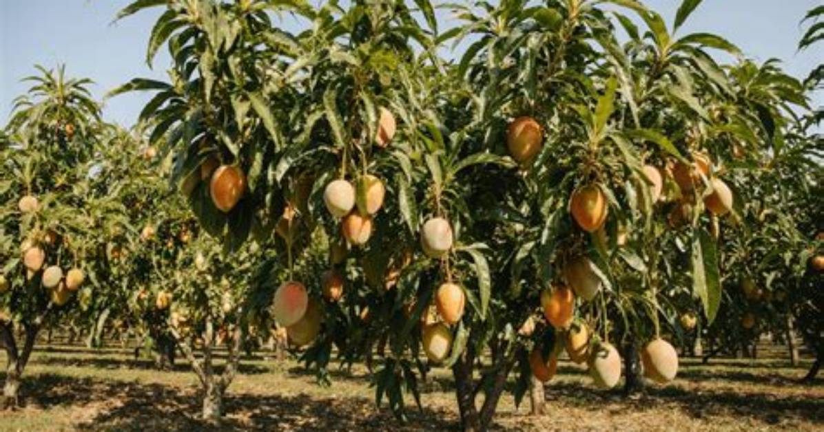 Can Mango Tree Grow in Florida