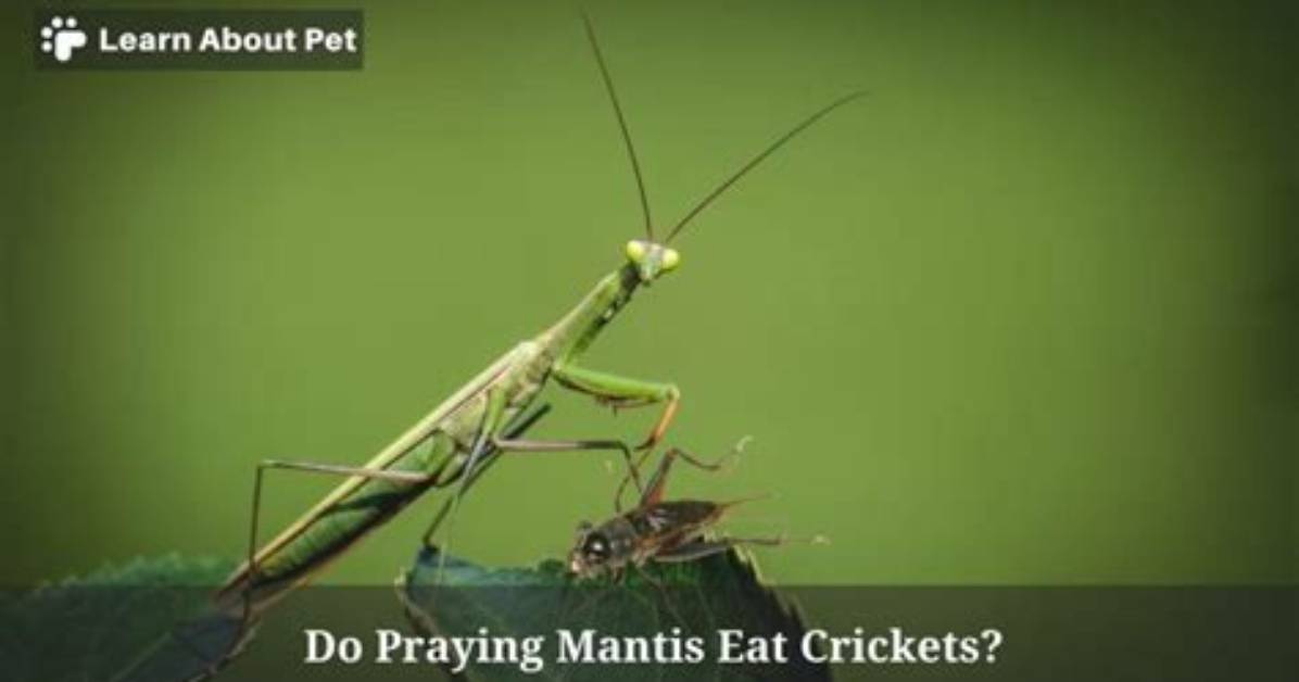 Can Mantis Eat Crickets?