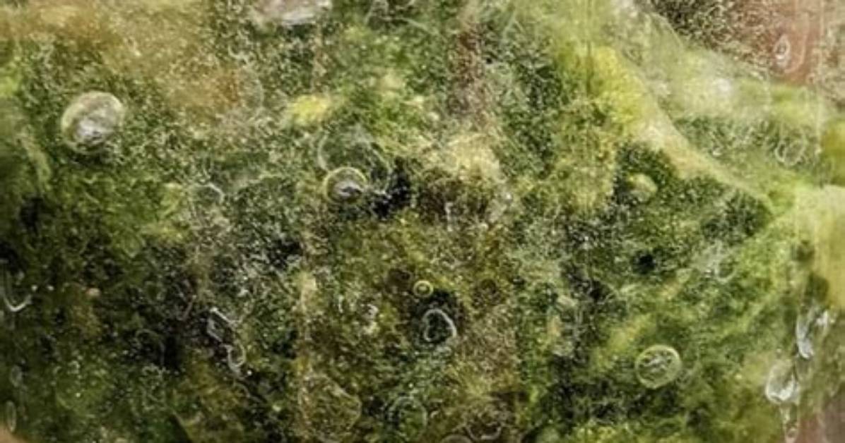 Can Marimo Die