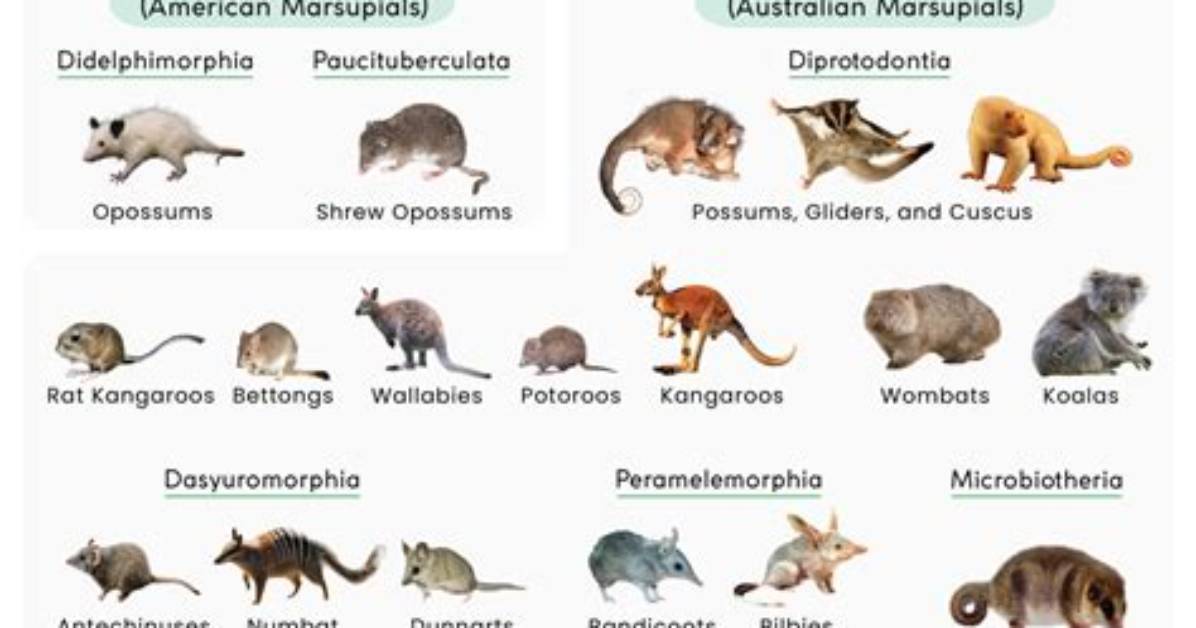 Can Marsupials Be Mammals?