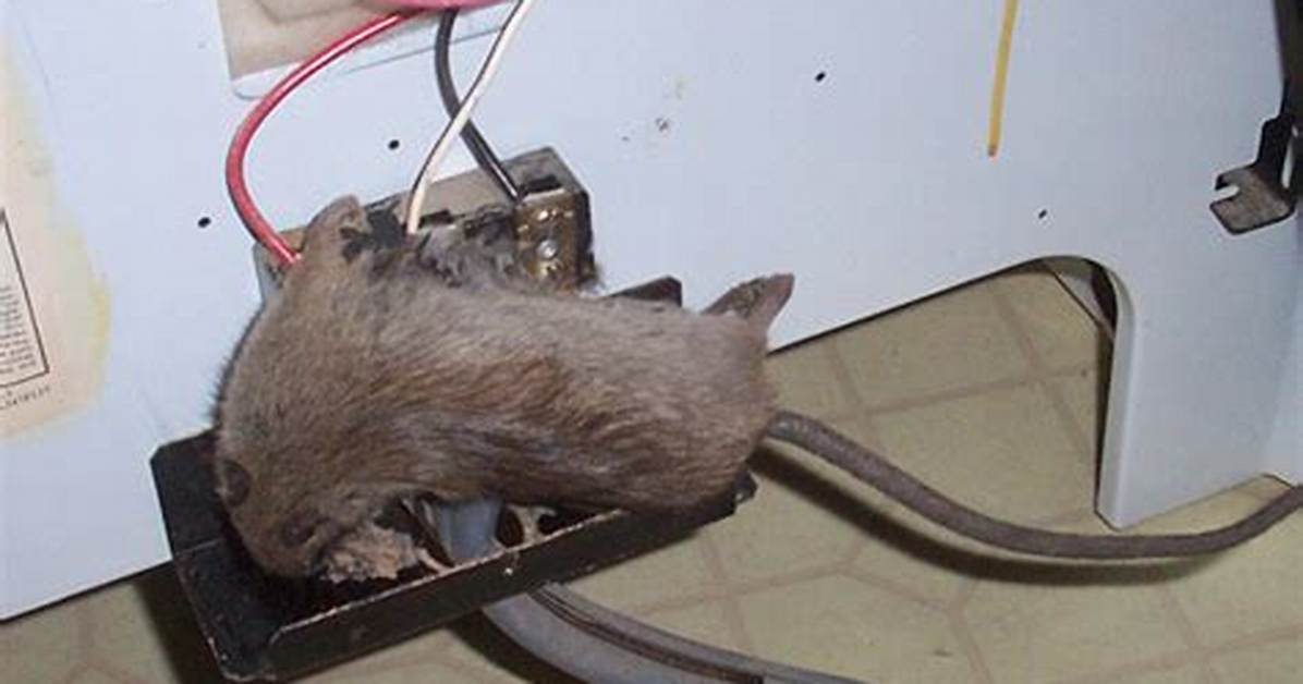 Can Mice Be Electrocuted