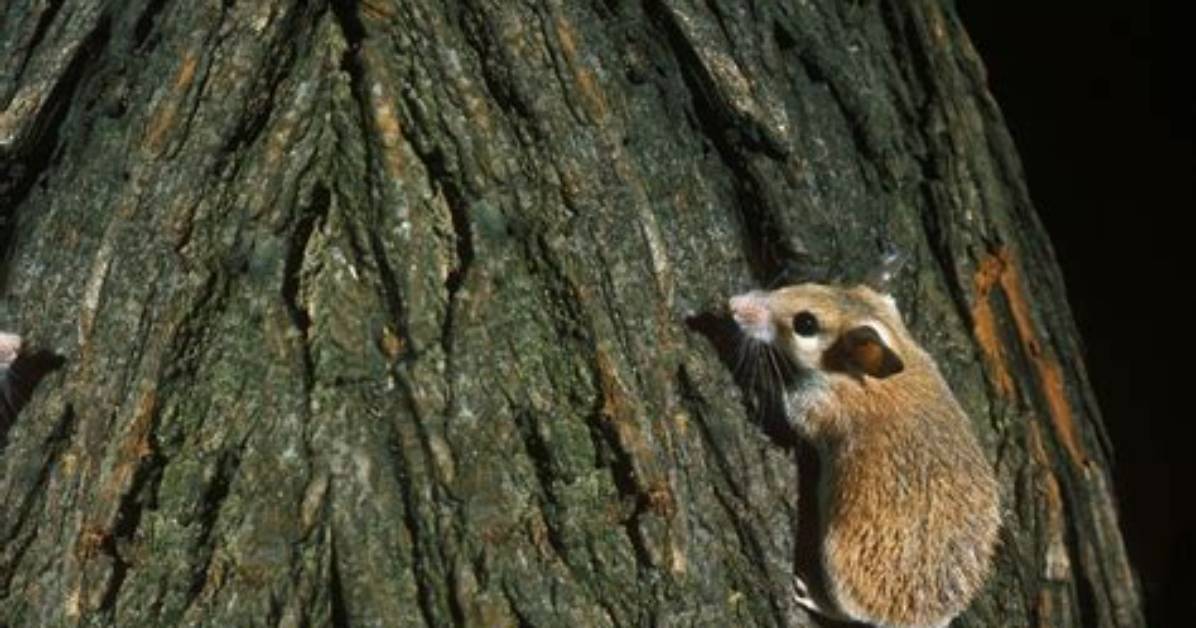 Can Mice Climb Trees