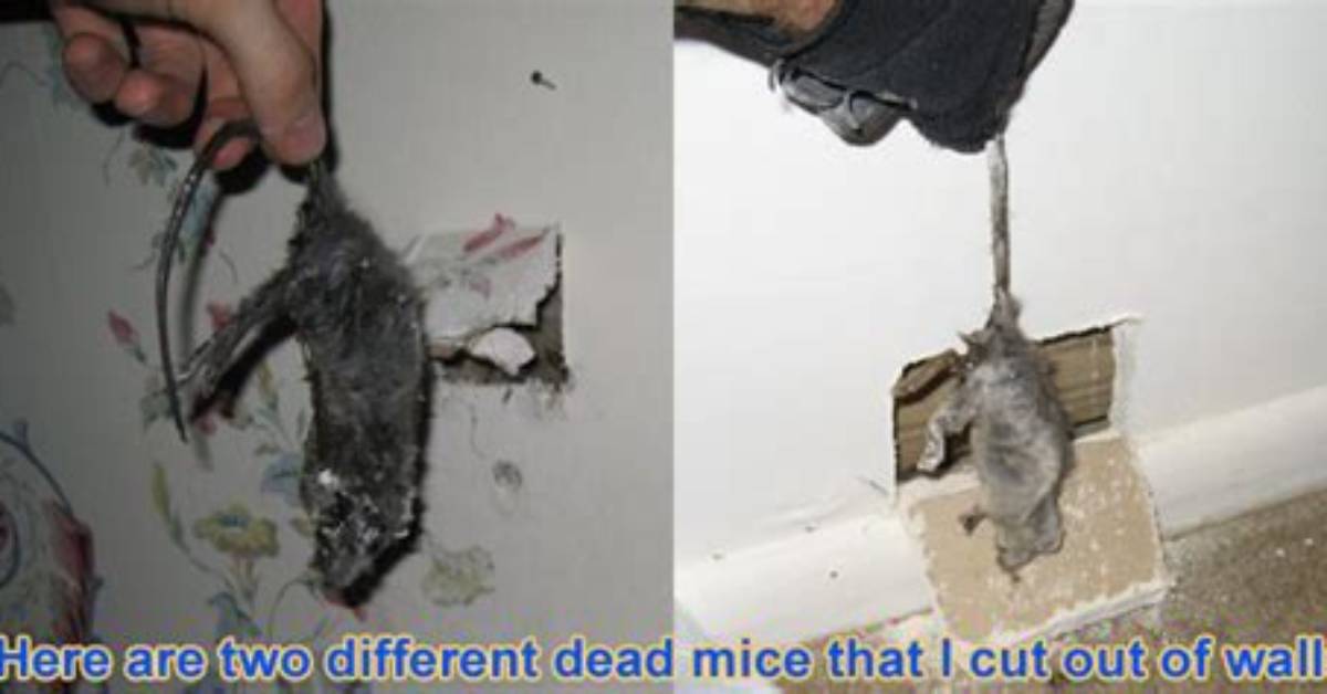 Can Mice Dig Through Walls